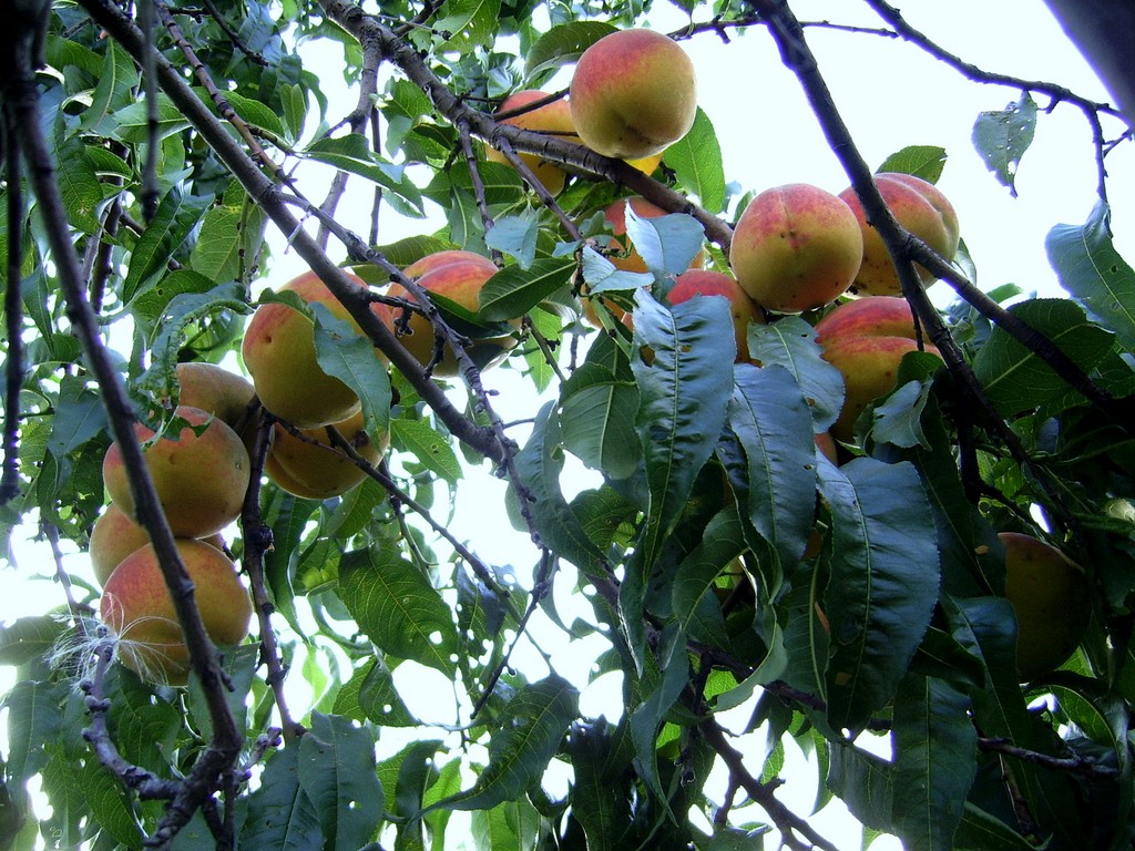 Dulceata de piersici