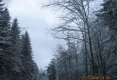 Ninge la Predelut,-6