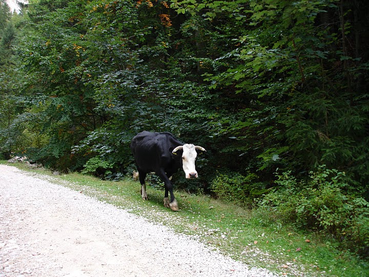 Sat Magura, o zona virgina