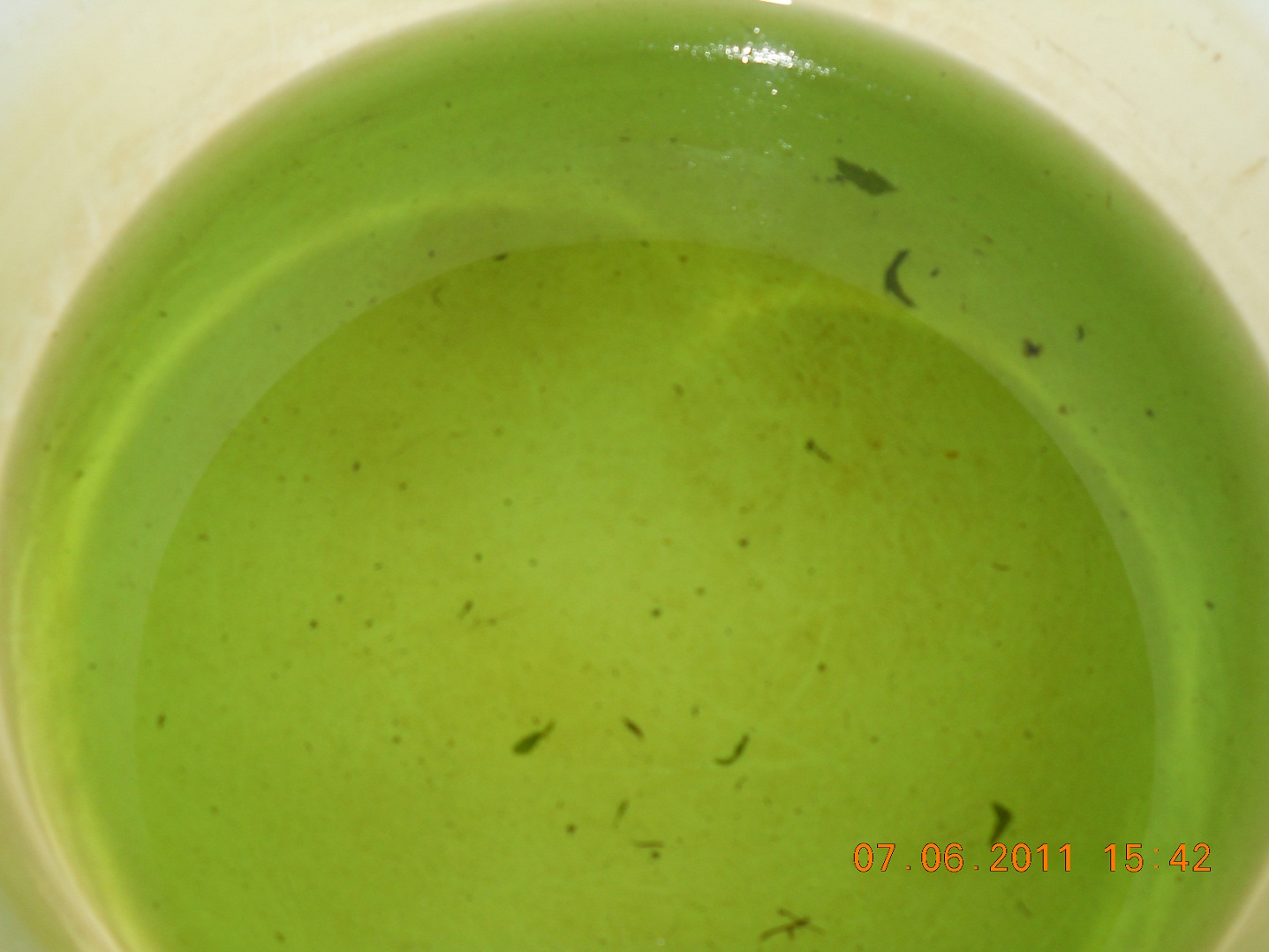 Sirop de menta