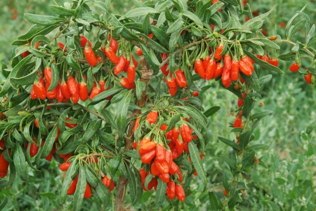 Fructul Goji