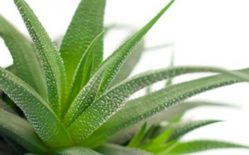 Aloe Vera- farmacia din ghiveci