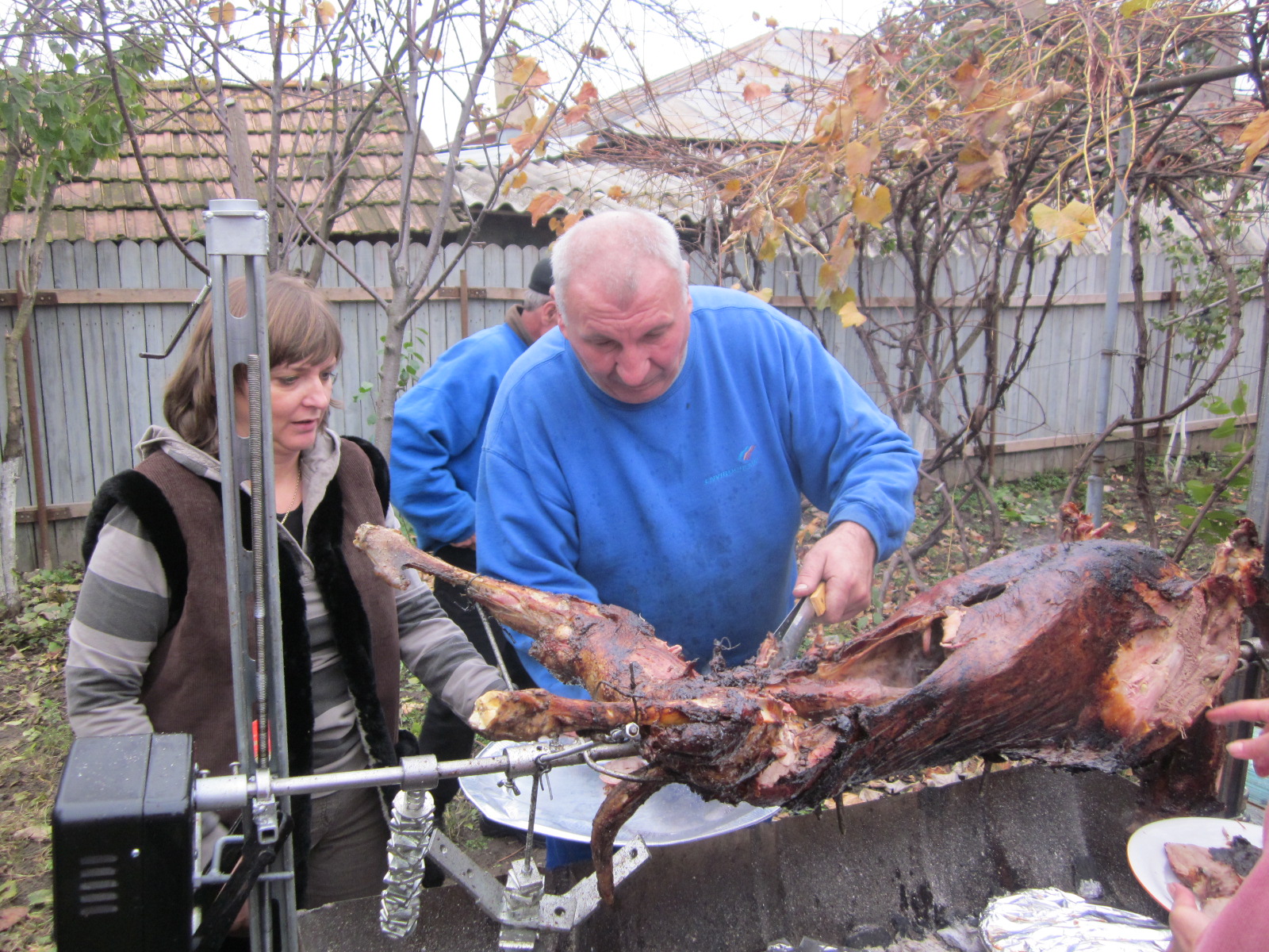 Berbecut la protap