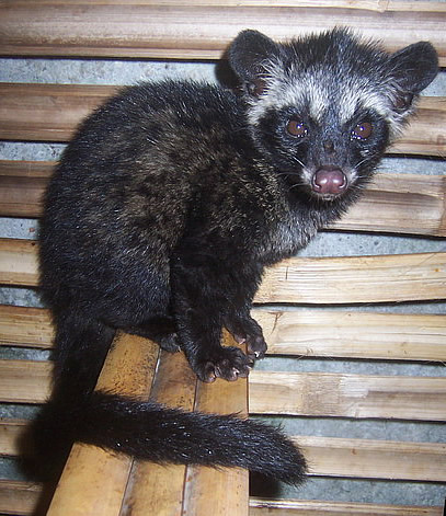 Kopi Luwak