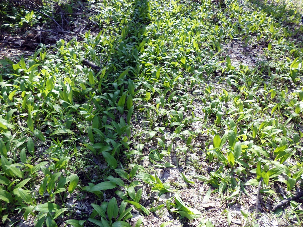 Salata simpla, gustoasa si sanatoasa de leurda