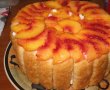 Desert tort diplomat-9