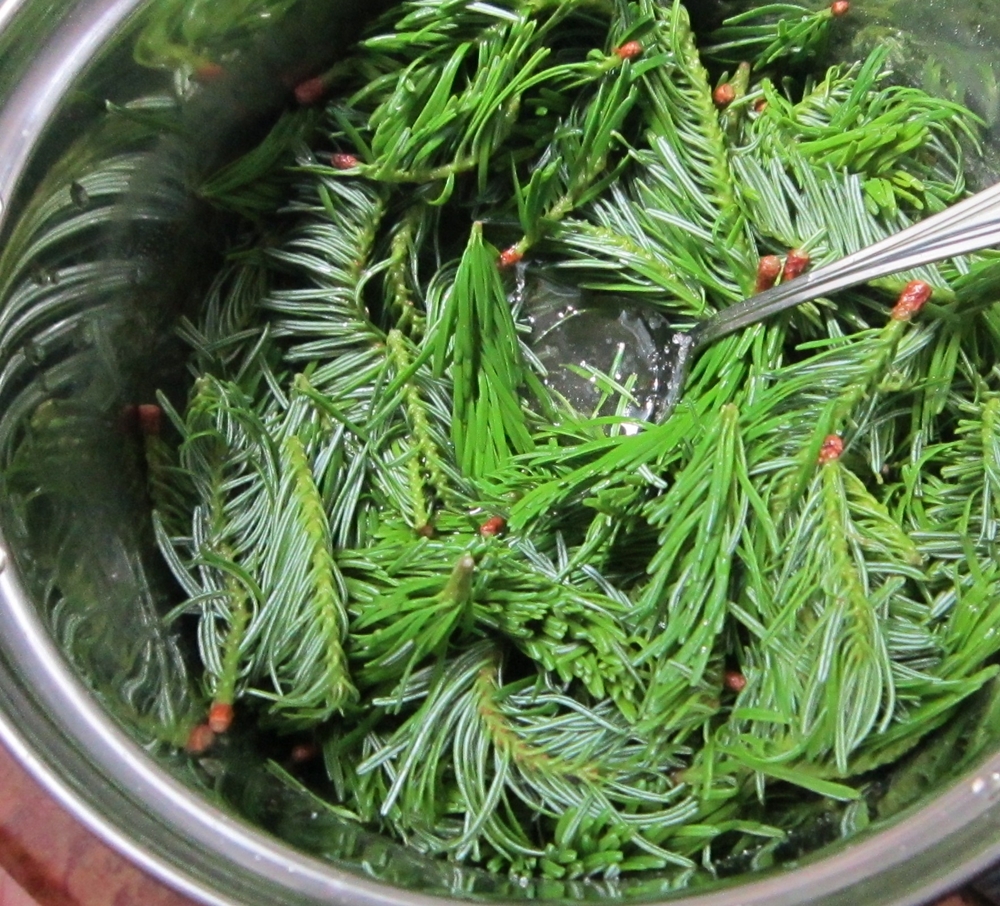 Sirop din muguri de brad (in 30 min)