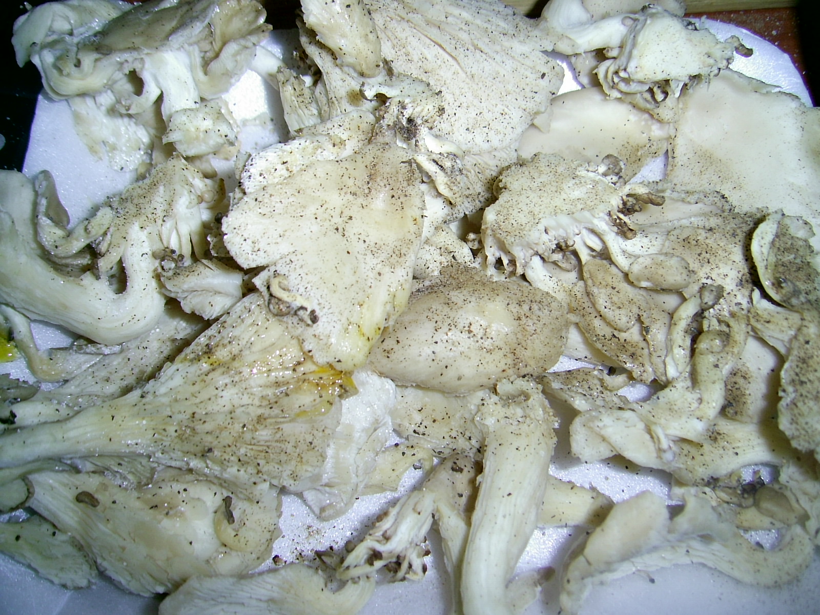 Pleurotus pane