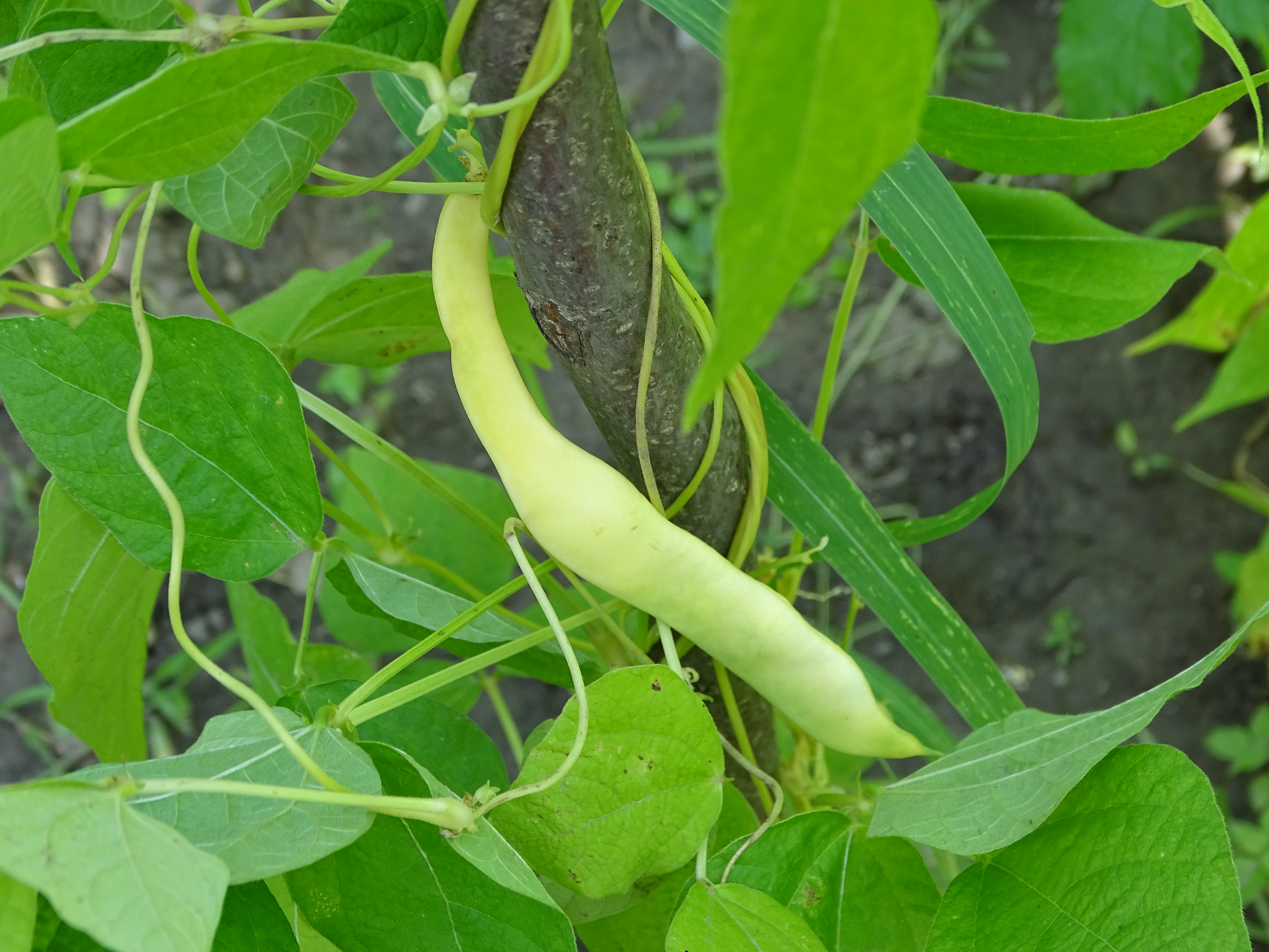 Salata de fasole lata