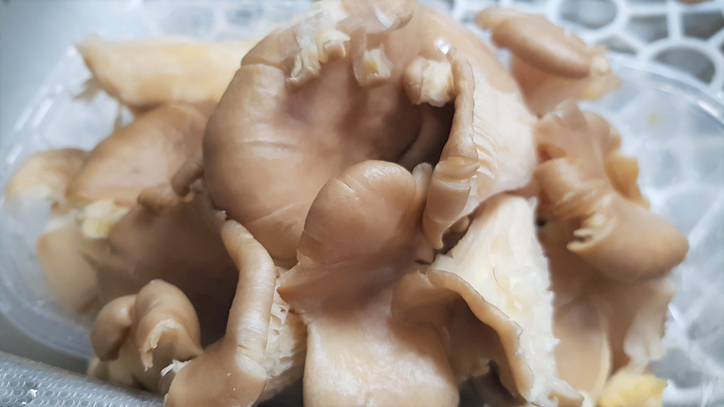 Ciorba de caprior cu ciuperci pleurotus si iaurt grecesc