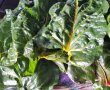 Placinta cu carne si frunze de mangold (swiss chard)-1